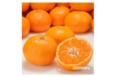 【先行予約】【2024年11月～発送】厳選!濃厚有田みかん【サイズ混合】 5kg　※2024年11月上旬～11月下旬頃に順次発送予定 ※北海道・沖縄・その他離島地域は発送不可【ard157-1-1】
