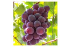 【夏秋の美味】フルーツ王国和歌山の"濃厚"種無しピオーネ　約2kg ※2024年8月上旬～9月下旬頃に順次発送予定 ※北海道・沖縄・離島への配送不可 ※着日指定不可【ard202】
