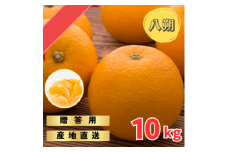 【先行予約】完熟木なりハッサクみかん　贈答用　秀品　10kg（M~3Lサイズ）【2025年3月下旬から4月下旬までに順次発送】/ みかん ハッサク 八朔 柑橘 果物 フルーツ 贈答【tmf002】