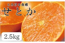 とろける食感 ジューシー柑橘 せとか 約2.5kg みかん 蜜柑 柑橘 オレンジ 果物 フルーツ 国産 和歌山県広川町 ※2026年2月上旬頃～2026年2月下旬頃に順次発送予定【uot789A】