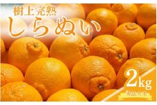【先行予約】希少な樹上完熟　しらぬい（不知火） 秀品大玉 約2kg(6個) 2026年2月末～2026年4月中旬旬頃に順次発送予定（お届け日指定不可）/ 和歌山 みかん しらぬい 不知火 フルーツ 柑橘 蜜柑 果物 くだもの【kiy001】