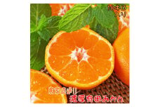 【先行予約】濃厚 有田みかん 10kg  ※2024年11月上旬～12月下旬頃に順次発送予定　【ard067A】