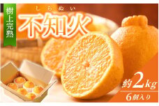 【先行予約】【数量わずか】樹上完熟しらぬい（不知火） 約2kg(6個) 秀品 2026年2月下旬～2026年4月中旬頃に順次発送予定（お届け日指定不可）/ 和歌山 みかん しらぬい 不知火 フルーツ 柑橘 蜜柑 果物 くだもの【kgr005】