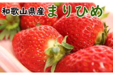 【2026年5月より順次発送】和歌山県産ブランドいちご「まりひめ」約300g×2パック入り ※2026年5月上旬～2026年5月下旬頃順次発送予定（お届け日指定不可）【tec965A-5】