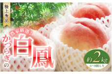 【予約受付】桃の王様 白鳳 <特秀品> 約2kg（6個~9個） 2025年6月末頃～2025年7月末頃に順次発送予定（お届け日指定不可）/ 桃 もも 白鳳 フルーツ 果物 くだもの 【kgr009】