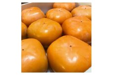 【先行予約】【和歌山特産品】クイーンパーシモン　4L～7Lサイズ　約4kg入り【GO-06】　※2024年10月下旬頃～11月上旬頃に順次発送予定 ※着日指定不可【ard061B】