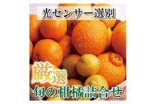 厳選 柑橘詰合せ1.5kg+45g（傷み補償分）【有田の春みかん詰め合わせ・フルーツ詰め合せ・オレンジつめあわせ】【光センサー選別】【ikd183】