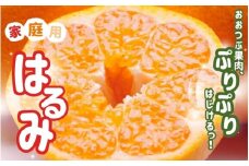 ＜2月より発送＞【先行予約】家庭用はるみ5kg+250g（傷み補償分）【デコポンの姉妹品種・新食感春みかん】【光センサー選別】【わけあり・訳あり】【ikd195B】