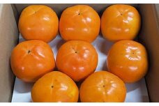 富有柿の新品種「紀州てまり」約7.5kg（22玉～32玉おまかせ）【tec976】