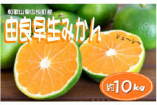 【先行予約】和歌山由良町産 由良早生みかん 約10kg  訳あり キズ 御家庭用 サイズ混合【sml136】
