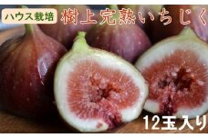 【ハウス栽培】和歌山県産樹上完熟いちじく12玉入り ※2025年8月上旬～2025年10月上旬頃発送予定 / イチジク 無花果 いちじく 果物 くだもの 和歌山 【tecj1013】