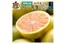【先行予約】家庭用有田みかん サイズ混合(2S～2L) 10kg+250g  ※10月より発送(極早生) ※北海道・沖縄・離島への配送不可 / みかん 果物 フルーツ ミカン 和歌山 柑橘 早生みかん 有田みかん 有田【ikd211】