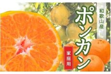 【先行予約】家庭用ポンカン 10kg+250g（傷み補償分）＜１月より発送＞ ※北海道・沖縄・離島配送不可 / ミカン みかん ポンカン ぽんかん くだもの 果物 【ikd219】