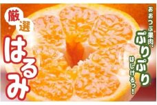 【先行予約】＜2月より発送＞厳選はるみ1kg+250g（傷み補償分）【デコポンの姉妹品種・新食感春みかん】【光センサー選別】 ※北海道・沖縄・離島への配送不可 フルーツ 果物 くだもの 柑橘【ikd141B】