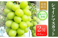 シャインマスカット 大粒 約1.4kg(700g前後×2)ｍ＆ｎ果実園《8月下-10月上旬頃より出荷予定》和歌山県 紀の川市