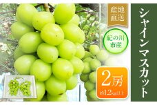 シャインマスカット 大粒 約1.2kg(600g前後×2)ｍ＆ｎ果実園《8月下-10月上旬頃より出荷予定》和歌山県 紀の川市