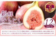 和歌山県産 新鮮いちじく 合計1.2kg 約300g×4パック入り《2025年9月上旬-11月中旬頃出荷》紀の川市厳選館 和歌山県 紀の川市 無花果 イチジク【配送不可地域あり】
