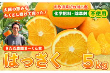 紀の川市八朔 まーくん家の八朔 5kg きただ農園まーくん家《2025年2月上旬-3月末頃出荷》和歌山県 紀の川市 柑橘 はっさく 化学肥料・除草剤不使用