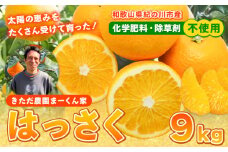 まーくん家の八朔 9kg きただ農園まーくん家《2月上旬-3月末頃出荷》和歌山県 紀の川市 柑橘 はっさく 化学肥料・除草剤不使用