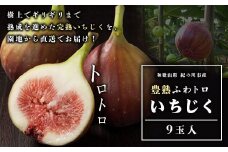 豊熟ふわトロいちじく 9玉入り 有限会社柑香園《9月上旬-11月中旬頃出荷》和歌山県 紀の川市 フルーツ 果物 いちじく イチジク
