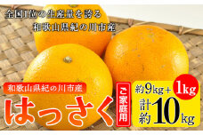 【先行予約】八朔 はっさく【訳あり/ご家庭用】紀の川八朔 9kg＋1kg 計約10kg サンファーム《2026年1月上旬-3月末旬頃出荷》和歌山県 紀の川市 はっさく10kg 八朔 10kg