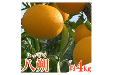 八朔 先行予約 和歌山県産 八朔(はっさく) 約4kg 前商店《1月上旬-3月末頃出荷》産地直送 柑橘 はっさく ハッサク 八朔