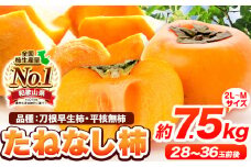 種が無いから食べやすい！柿 たねなし柿（刀根早生柿・平核無柿）約7.5kg（28～36玉前後）【先行予約】 《2025年9月中旬-11月上旬頃出荷》 和歌山県 紀の川市 種なし柿 産地直送 柿 果物 フルーツ 2L～Mサイズ カキ