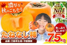 種が無いから食べやすい！柿 たねなし柿（刀根早生柿・平核無柿）約7.5kg（28～36玉前後）【先行予約】 《2025年9月中旬-11月上旬頃出荷》 和歌山県 紀の川市 種なし柿 産地直送 柿 果物 フルーツ 2L～Mサイズ カキ
