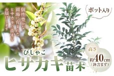 植木ヒサカキ(びしゃこ)苗木[高さ約40cm×1本] 農事組合法人 桃山町植木組合《90日以内に出荷予定(土日祝除く)》和歌山県 紀の川市 植木 植物 ヒサカキ 送料無料