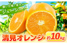 清見オレンジ 10kg ときわオンライン【先行予約】《2026年1月中旬-4月上旬頃出荷》 和歌山県 紀の川市 フルーツ 果物 清見 オレンジ 柑橘 送料無料