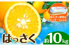 はっさく 皮むきに便利なムッキーちゃん付き 約10kg ときわオンライン【先行予約】《2025年10月上旬-2月中旬頃出荷》 和歌山県 紀の川市 フルーツ 果物 八朔 柑橘 送料無料