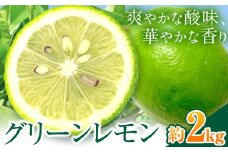 レモン グリーンレモン 約2kg ときわオンライン【先行予約】《2025年10月上旬-2月末頃出荷》 柑橘 和歌山県 紀の川市 フルーツ 果物 レモン グリーンレモン 檸檬 送料無料