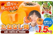 ＜先行予約＞柿 お試し用！ たねなし柿（刀根早生柿・平核無柿）約1.5kg（5～8玉前後） 《2025年9月中旬-11月上旬頃出荷》 和歌山県 紀の川市 種なし柿 産地直送 柿 果物 フルーツ 2L～Mサイズ カキ