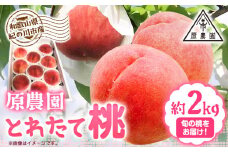 とれたて桃 旬の桃をお届け 約2kg 原農園《2025年6月中旬-8月下旬頃出荷》 和歌山県 紀の川市 果物 フルーツ 桃 もも モモ 日川白鳳 夏雄美 白鳳 なつっこ 滝の沢ゴールド つきあかり まどか 曙紅 川中島白桃 旬