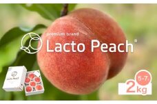 乳酸菌で育てた あら川の桃 Lacto Peach ラクトピーチ 2kg《2026年7月上旬-7月中旬頃出荷》 5~7玉入箱 和歌山県産 辻本農園 SEC & Co. 紀の川市 果物 フルーツ 桃 もも モモ 旬