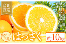 八朔 約10kg ｍ＆ｎ果実園《2025年1月下旬-3月中旬頃出荷》和歌山県 紀の川市 果物 フルーツ はっさく 柑橘類 送料無料