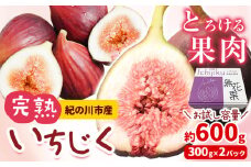 お試し小容量 完熟いちじく 約600g (300g × 2パック) お試し パック いちじく イチジク 無花果 JAわかやま 紀の里地域本部《2025年9月上旬-11月上旬頃出荷》 和歌山県 紀の川市 青果物 果物 くだもの フルーツ スイーツ st-p