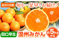 【先行予約】早生みかん(田口早生) 約5kg《2025年11月中旬-12月末頃より出荷予定(土日祝除く)》ｍ＆ｎ果実園 和歌山県 紀の川市 送料無料 蜜柑 柑橘 果物 フルーツ 温州みかん 早生みかん 田口早生