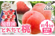 とれたて桃 旬の桃をお届け 約4kg 原農園《2025年6月中旬-8月下旬頃より出荷予定》 和歌山県 紀の川市 果物 フルーツ 桃 もも モモ 日川白鳳 夏雄美 白鳳 なつっこ 滝の沢ゴールド つきあかり まどか 曙紅 川中島白桃 旬
