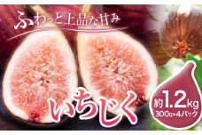【先行予約】いちじく イチジク 約1.2kg 300g × 4パック 岸武青果株式会社《2025年7月下旬-11月末頃より出荷予定》 和歌山県 紀の川市 イチジク 生 産地直送 果物 フルーツ