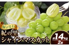シャインマスカット 紀の里シャインマスカット 約1.4kg 2房 《2025年8月下旬-2025年10月中旬頃出荷》和歌山県 紀の川市 シャイン マスカット ぶどう ブドウ 葡萄 先行予約 旬 果物 フルーツ シャインマスカット 2025予約 シャインマスカット 