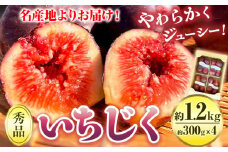【先行予約】紀の川産 いちじく 秀品 約1.2kg 約300g×4パック WAT農園《2025年8月中旬-11月中旬頃出荷》 和歌山県 紀の川市 イチジク 無花果 フルーツ 果物