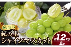 シャインマスカット 紀の里シャインマスカット 約1.2kg 2房 《2025年8月下旬-2025年10月中旬頃出荷》和歌山県 紀の川市 シャイン マスカット ぶどう ブドウ 葡萄 先行予約 旬 果物 フルーツ シャインマスカット 2025予約 シャインマスカット 