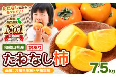 【ご家庭用/訳あり】たねなし柿7.5kg《2025年9月中旬-11月上旬頃より出荷予定》 和歌山県 紀の川市 柿 カキ かき ジューシー フルーツ