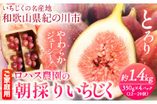 ご家庭用 朝採りいちじく 約1.4kg 350g×4パック ロハス農園《8月上旬-11月末頃出荷》和歌山県 紀の川市 無花果 イチジク【配送不可地域あり】