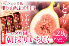 ご家庭用 朝採りいちじく 2箱 約2.8kg 350g×8パック ロハス農園《8月上旬-11月末頃出荷》和歌山県 紀の川市 無花果 イチジク【配送不可地域あり】