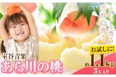 【予約受付】あら川の桃 約1.1kg 室谷青果 《2026年6月下旬-7月中旬頃出荷》 和歌山県 紀の川市