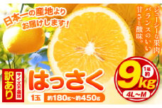 訳あり/ご家庭用 紀の川市産 はっさく 約9kg  (4L~Sサイズ サイズ不選別) 早生･晩生指定不可《2月上旬-3月中旬に出荷予定(土日祝除く)》和歌山県 紀の川市 産地直送 みかん 八朔 柑橘 果物 フルーツ ご家庭用 ビタミンC