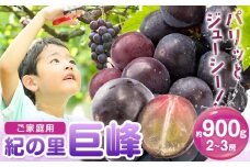 ぶどう 巨峰 ご家庭用 紀の里巨峰 和歌山県産 約900g (2-3房)《8月中旬-9月上旬頃出荷》和歌山県 紀の川市 送料無料 ぶどう ブドウ 葡萄 巨峰 フルーツ 果物 お取り寄せフルーツ