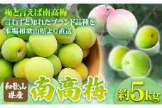 和歌山県産南高梅約5kg【サイズおまかせ】紀の川市厳選館【2026年先行予約】《2026年6月上旬-6月下旬頃出荷》ふるさと納税 和歌山県 紀の川市 梅 うめ 南高梅 